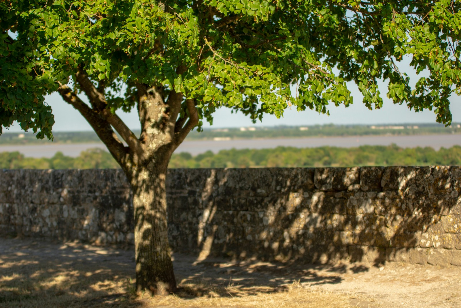 tall green tree near brown concrete wall